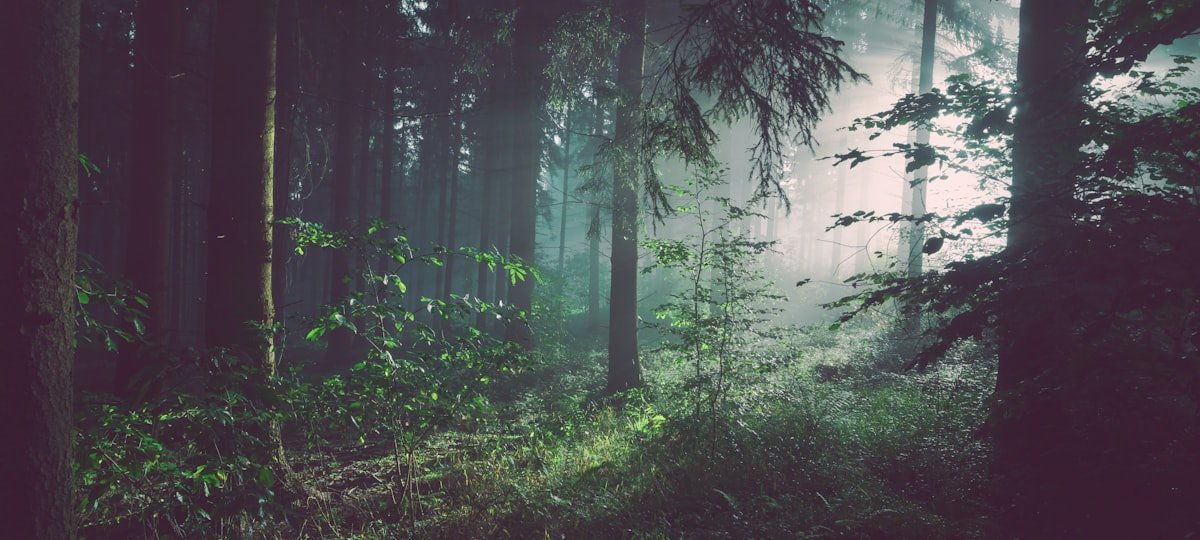 Sole to Soil – Ngong Forest Sanctuary nature walk